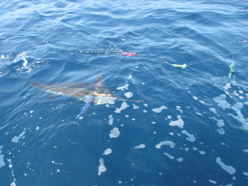Fishing catch aboard White Lightning