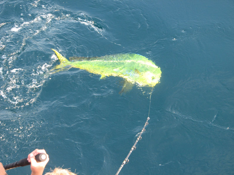 Fishing catch aboard White Lightning