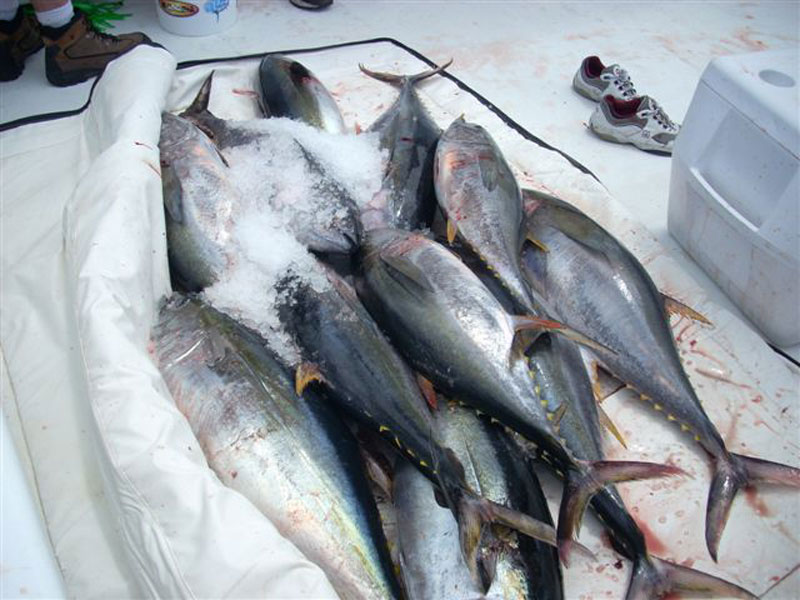 Fishing catch aboard White Lightning